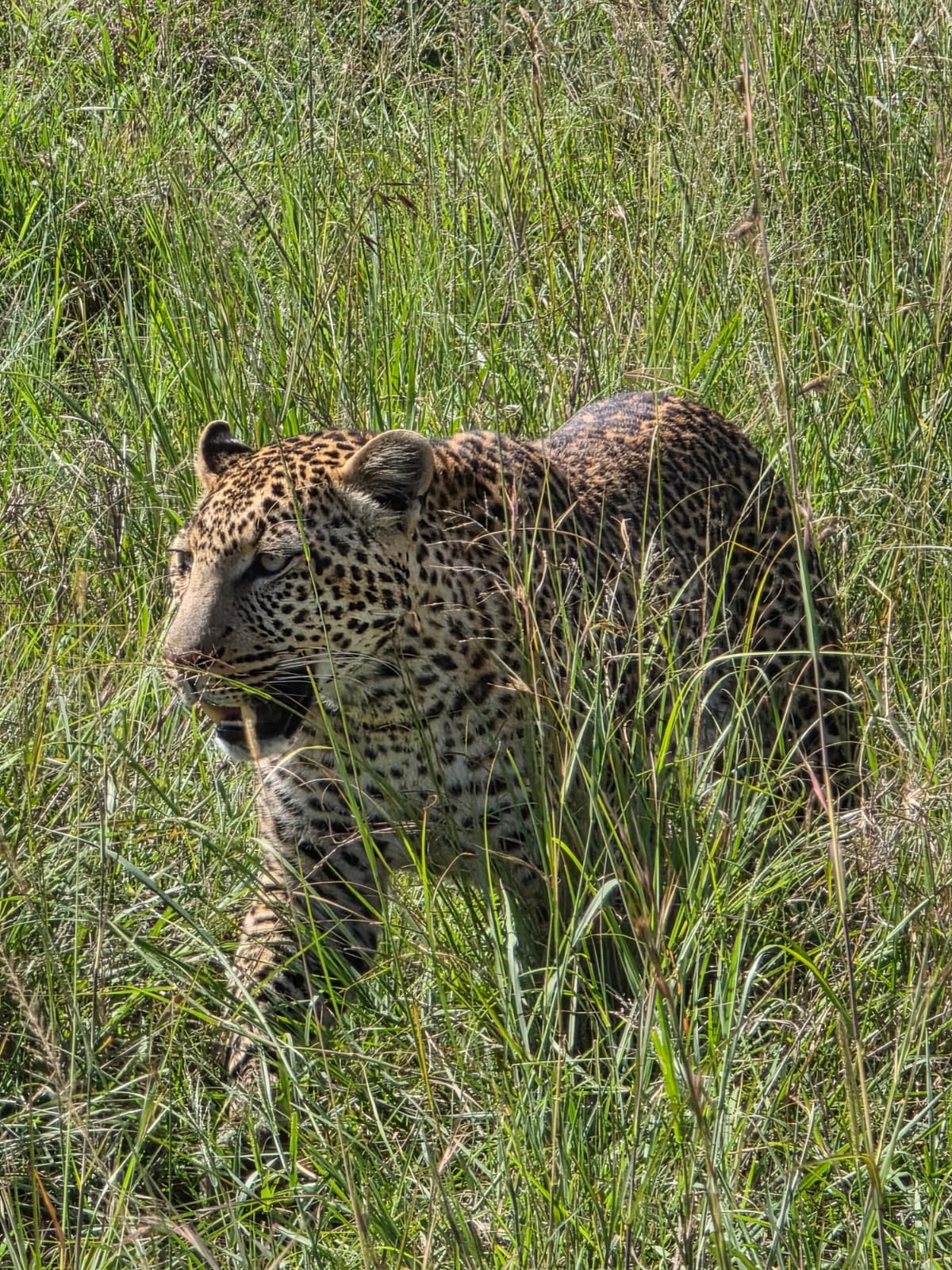 What to Expect on Your First Safari with Roots & Routes