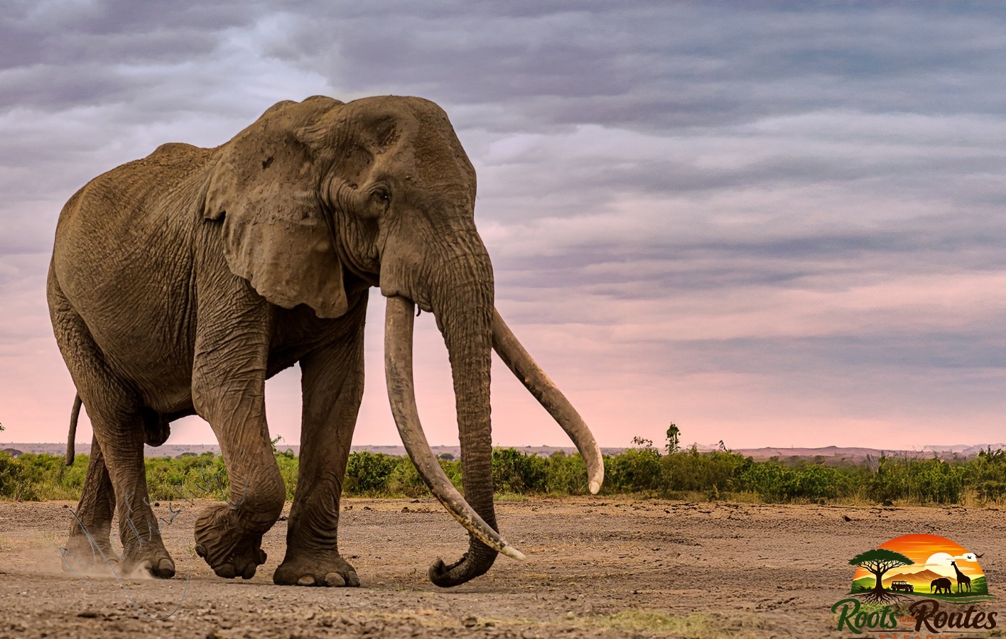 Get 10% off for your Safari now