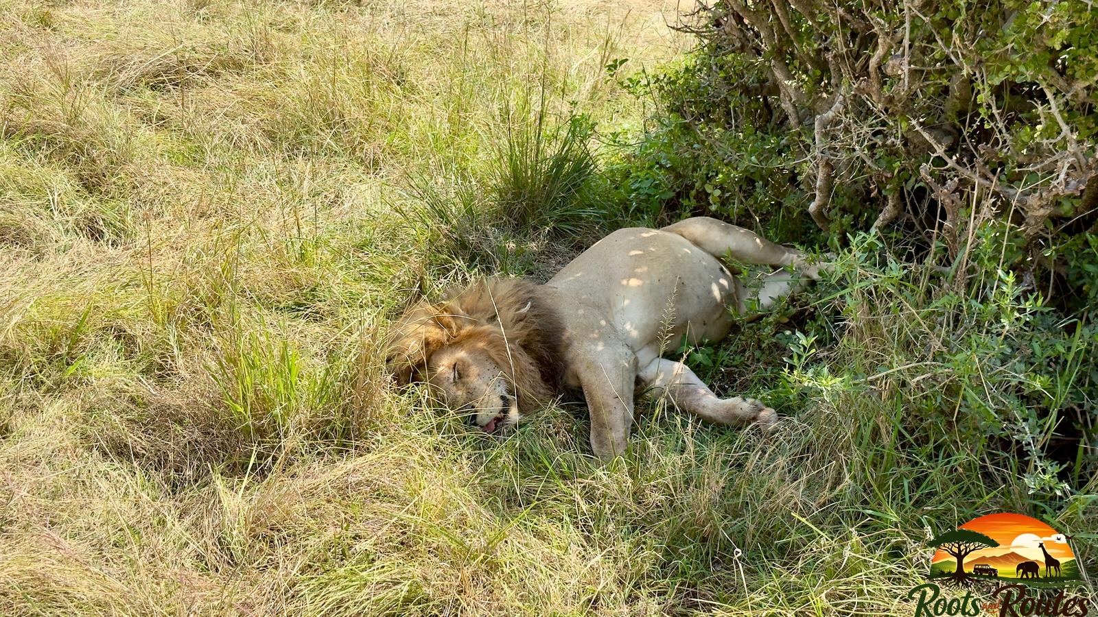 7 days Amboseli,  Lake Naivasha, Lake Nakuru and Masai Mara 