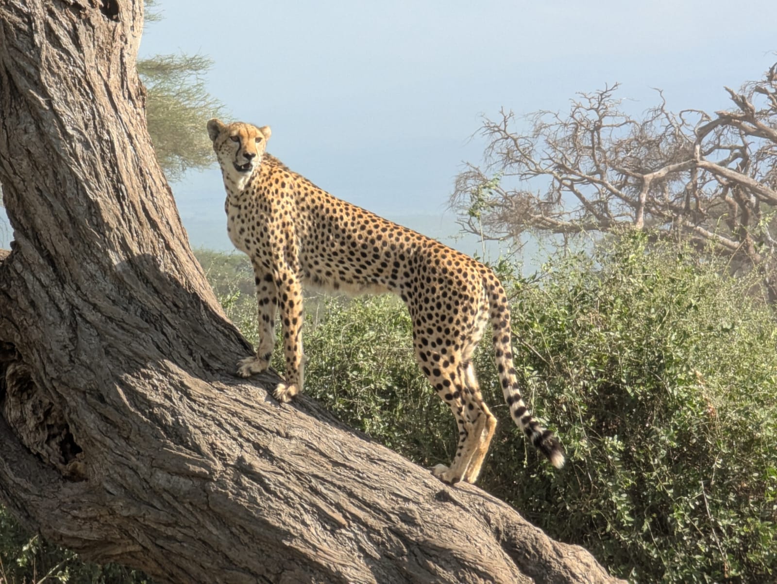 10 Days Lake Nakuru, Masai Mara,  Lake Naivasha, Amboseli,  Tsavo West,  Taita Saltlick and Tsavo East 