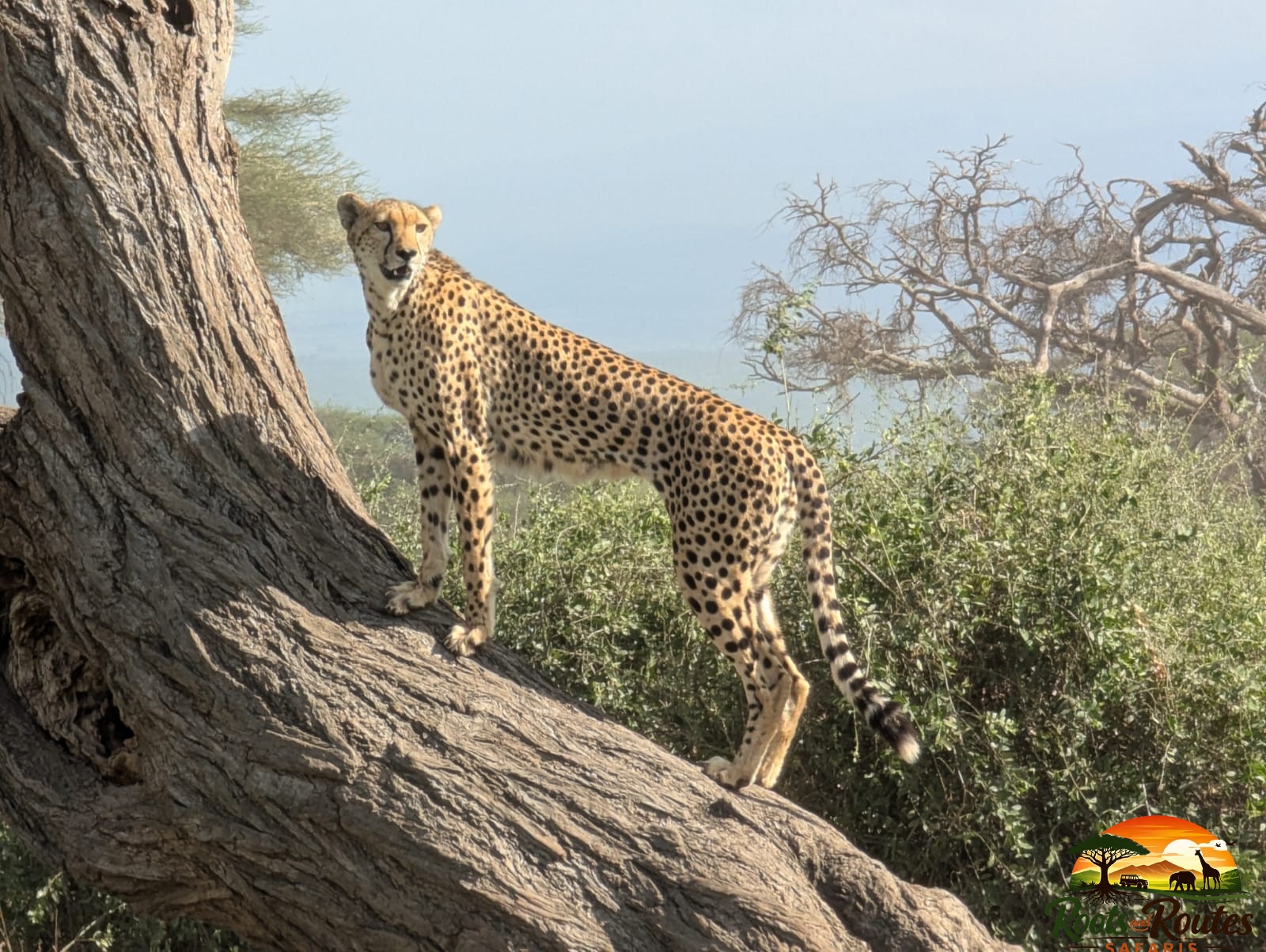 10 Days Lake Nakuru, Masai Mara,  Lake Naivasha, Amboseli,  Tsavo West,  Taita Saltlick and Tsavo East 
