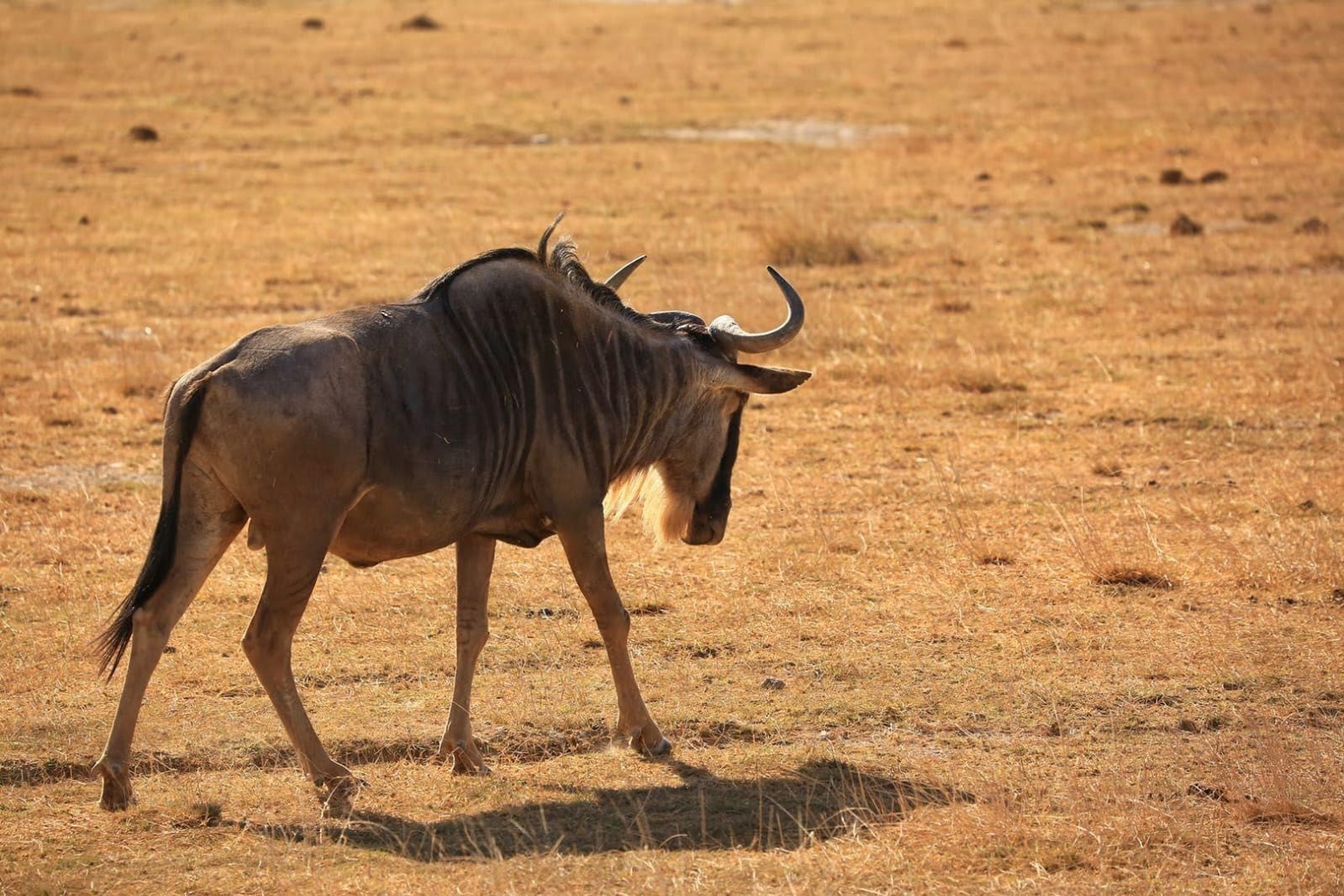 4-Days Maasai Mara and Lake Nakuru 