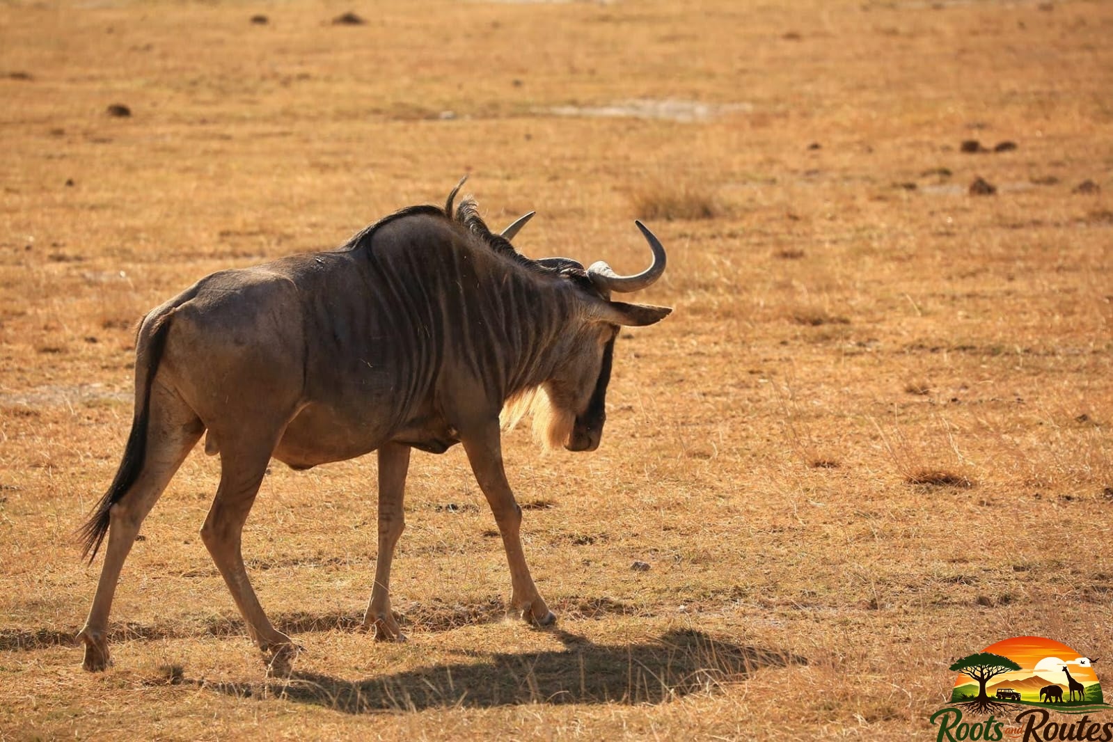 4-Days Maasai Mara and Lake Nakuru 