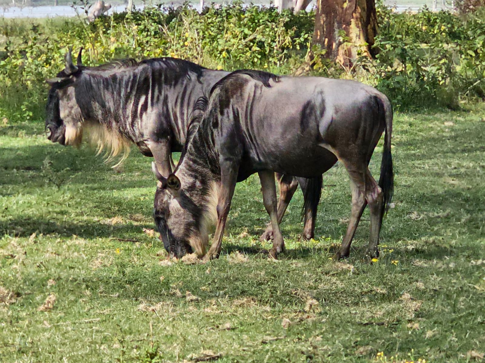 3-Days Maasai Mara Safari 