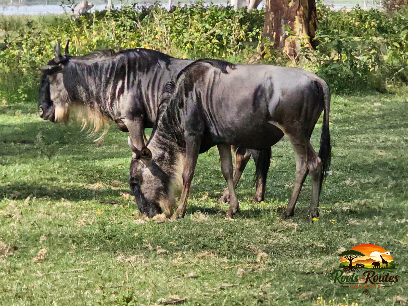 3-Days Maasai Mara Safari 