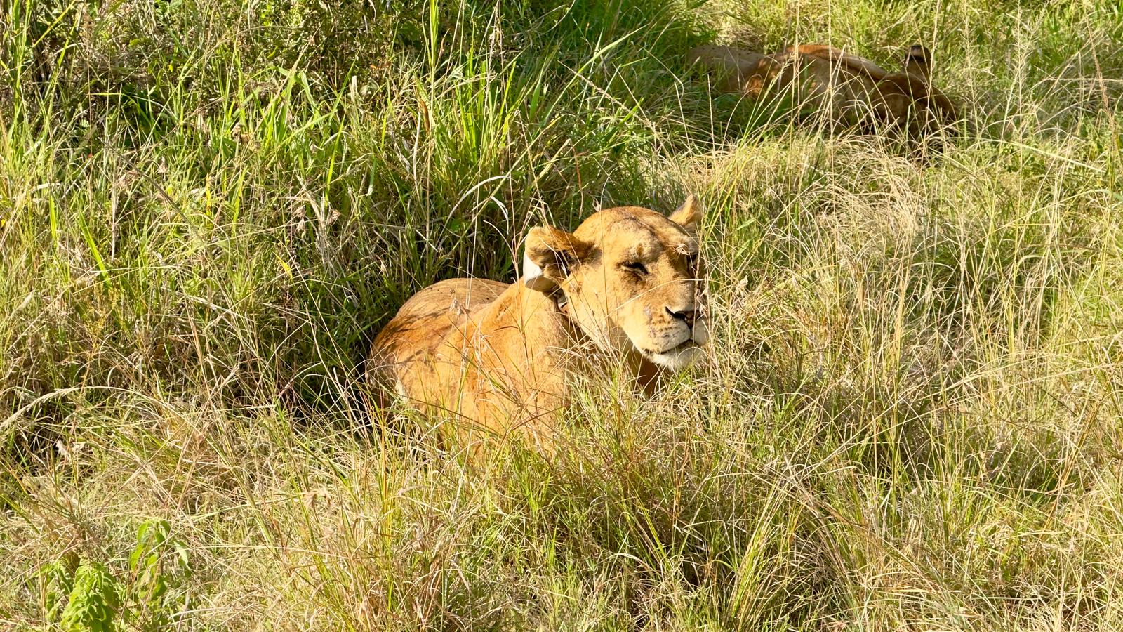 6 Days Amboseli, Lake Nakuru and Masai Mara 