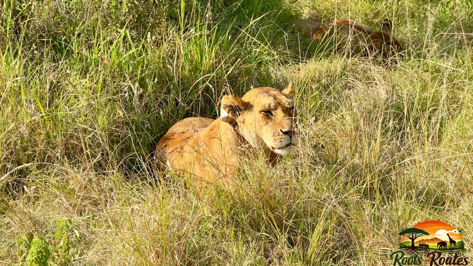 6 Days Amboseli, Lake Nakuru and Masai Mara 
